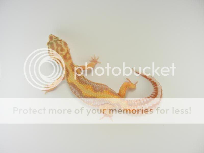 GeckosApril2011253.jpg