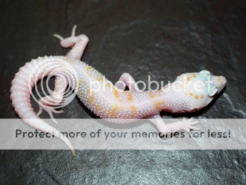 Macktremperhetraptorenigma2.jpg