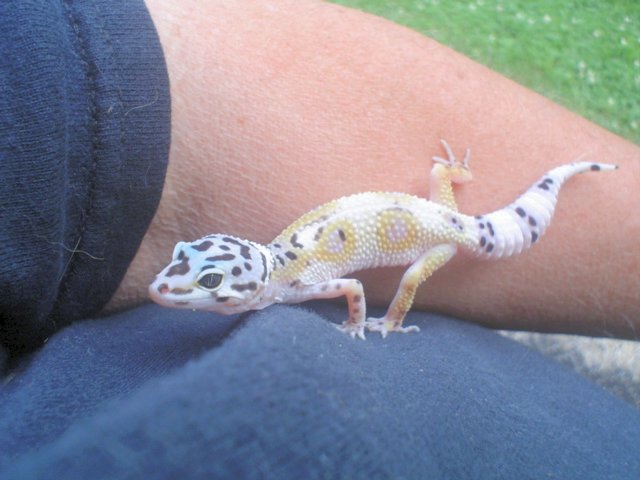 geckobabyh1b2p2.jpg