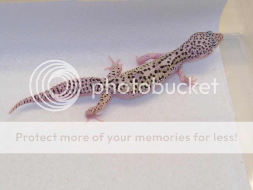 geckos020.jpg