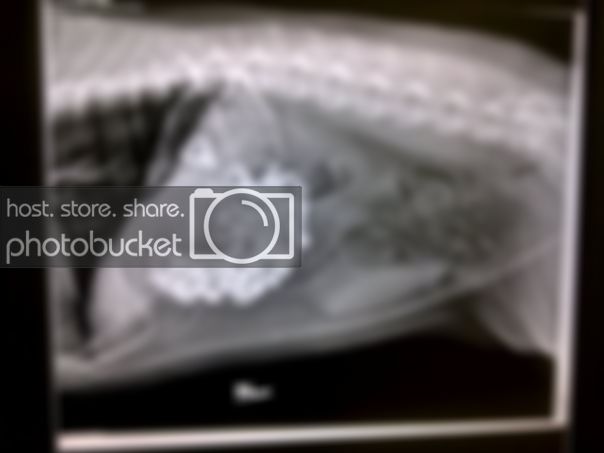 xray2.jpg