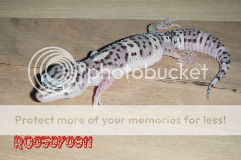 DSCF0813.jpg