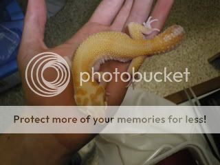 geckos016.jpg
