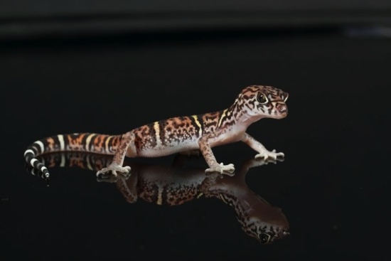 geckotime.com