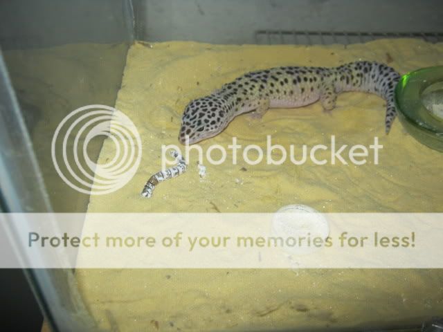 geckoupdate2.jpg