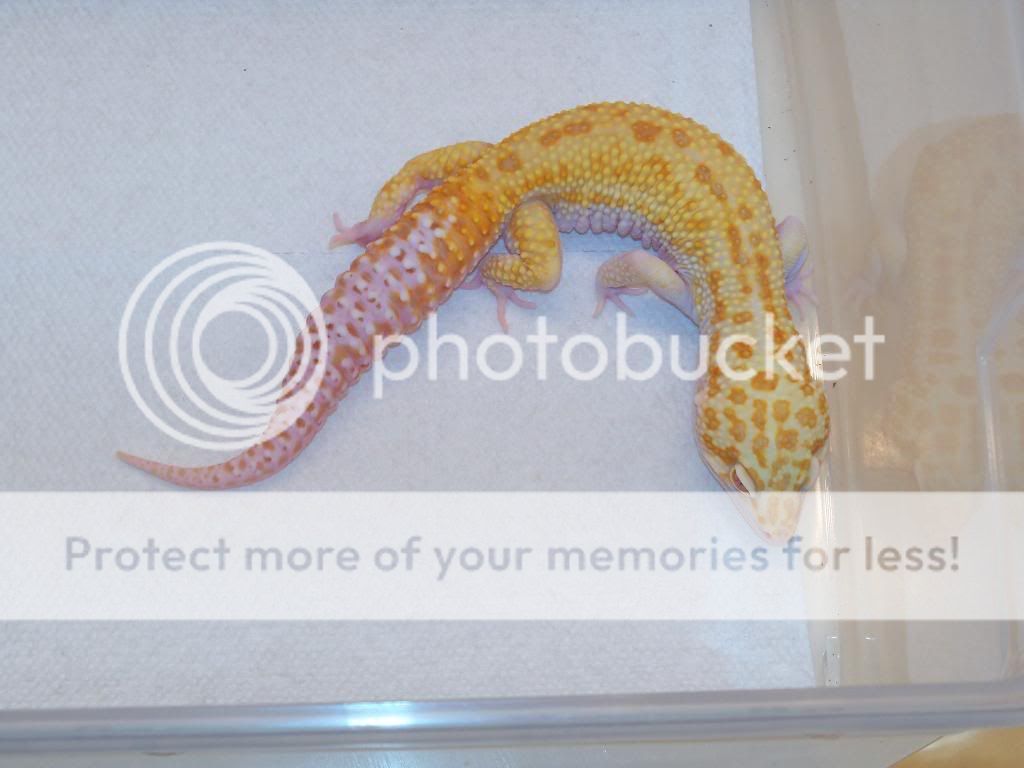 geckos008.jpg