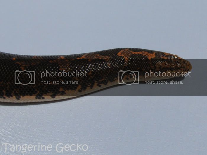 cheetah_4-11_2.jpg