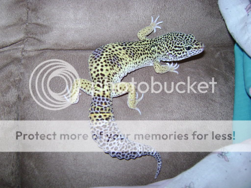 geckos001-1.jpg