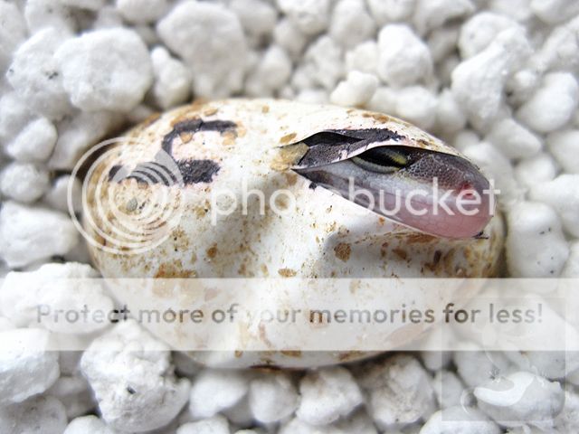 Hatchling_71409_pb.jpg