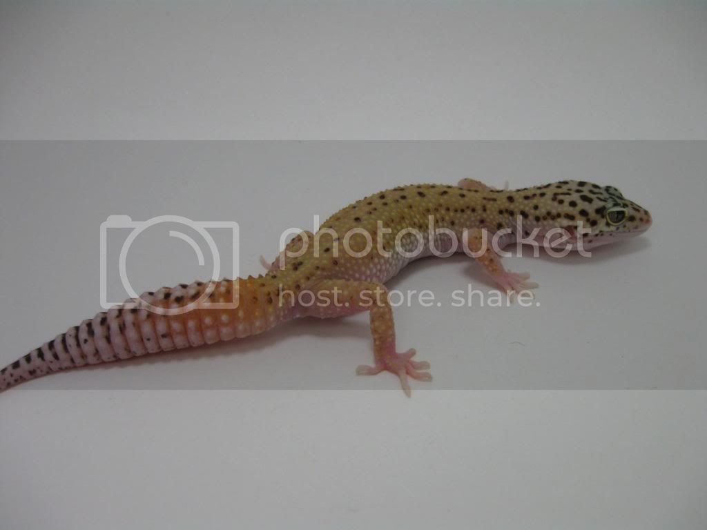 Leopardgeckos587-1.jpg