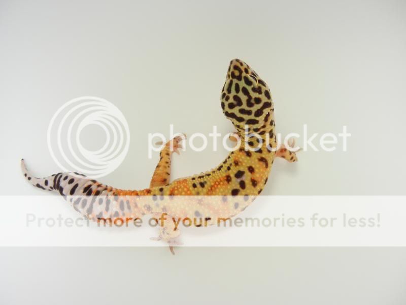 GeckosApril2011305.jpg