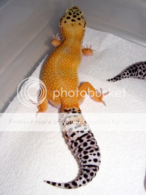 geckos011.jpg