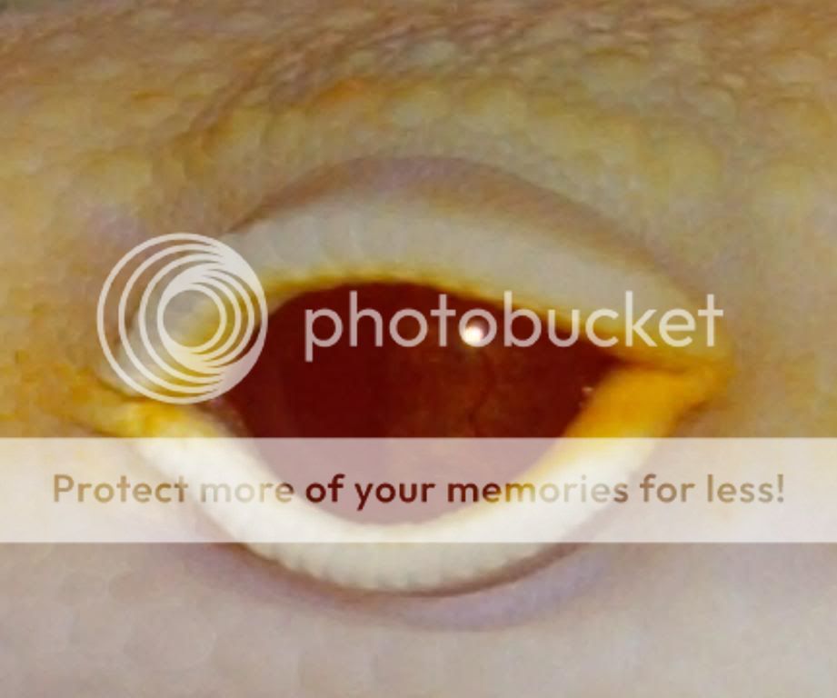 RERSENIGMAEYE.jpg