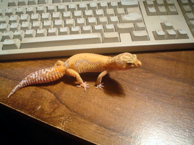 geckojimmy3.jpg