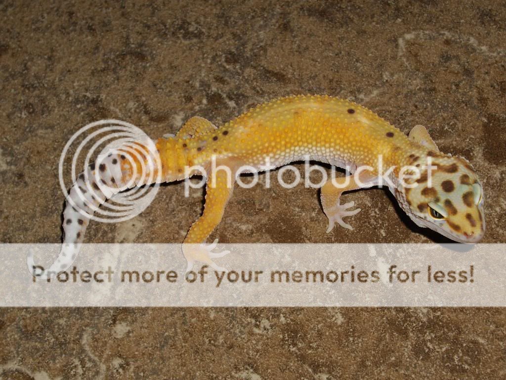 IMGP6387.jpg