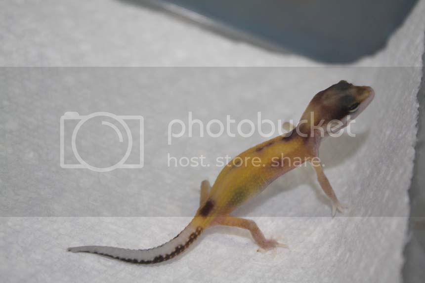 whatisit.jpg