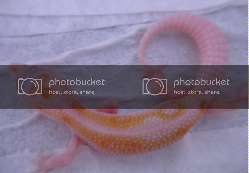 Leopardgeckos297-1.jpg