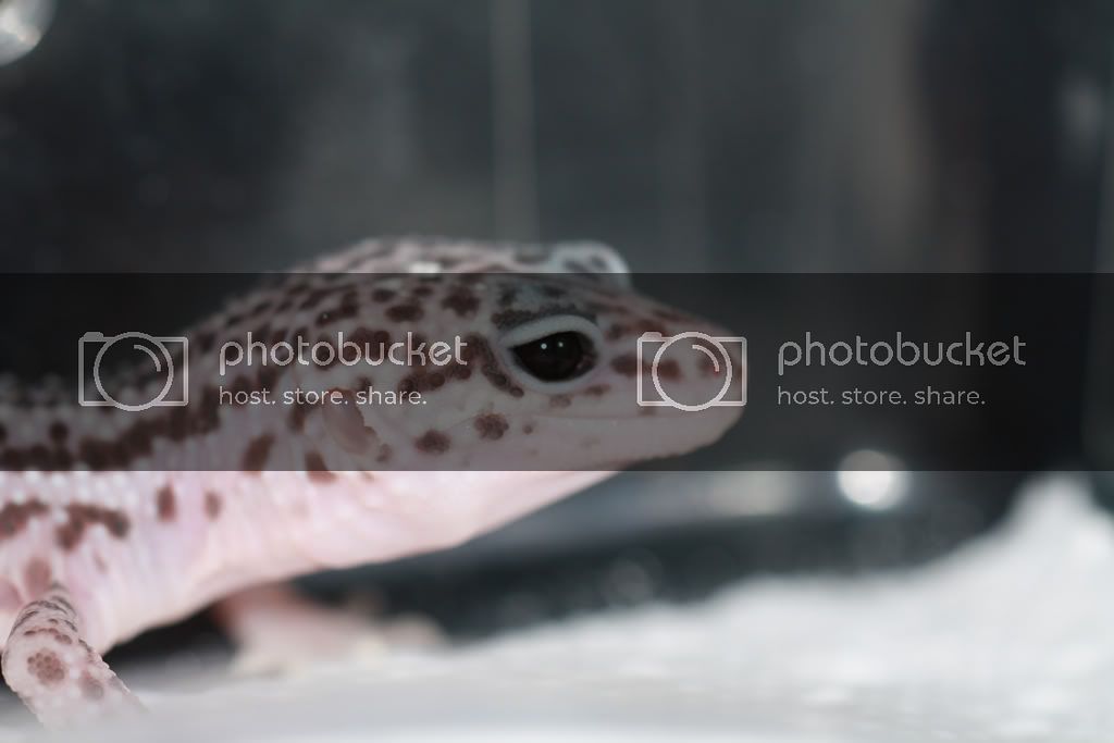 geckos-146.jpg
