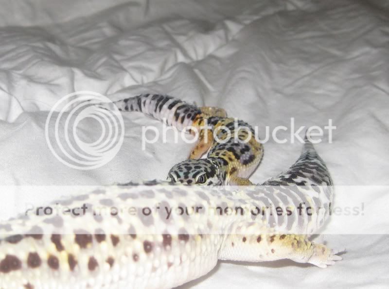 kidsandpets09116.jpg