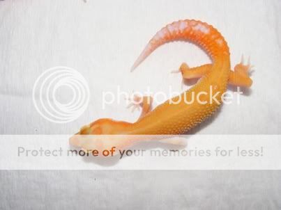 Ourgeckoorange.jpg