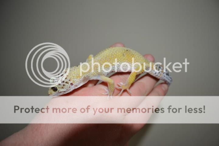 hypoleo1a.jpg
