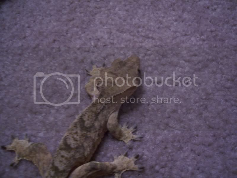 Reptiles031.jpg