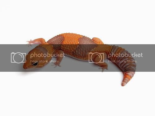 caramel_sub-adult.jpg