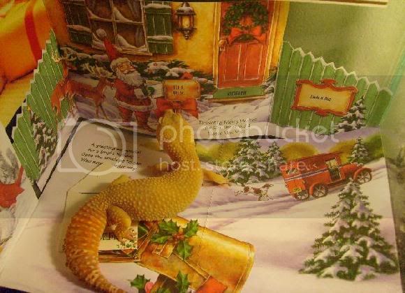 GeckoGatheringDec.jpg