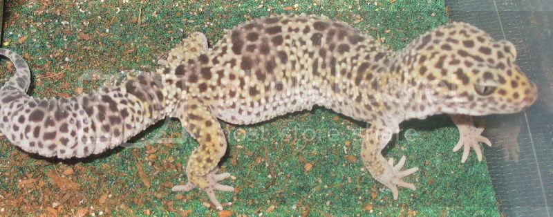 Speckles-1.jpg
