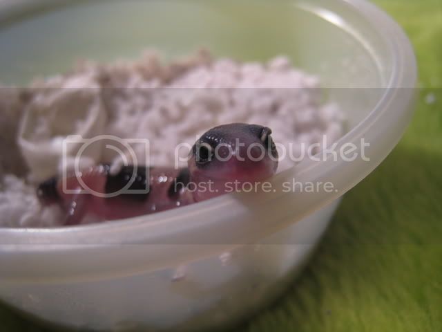 KopiaavFT2070311010.jpg