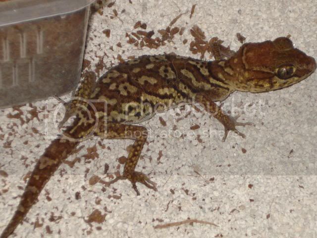 geckoniaenparoedura098.jpg