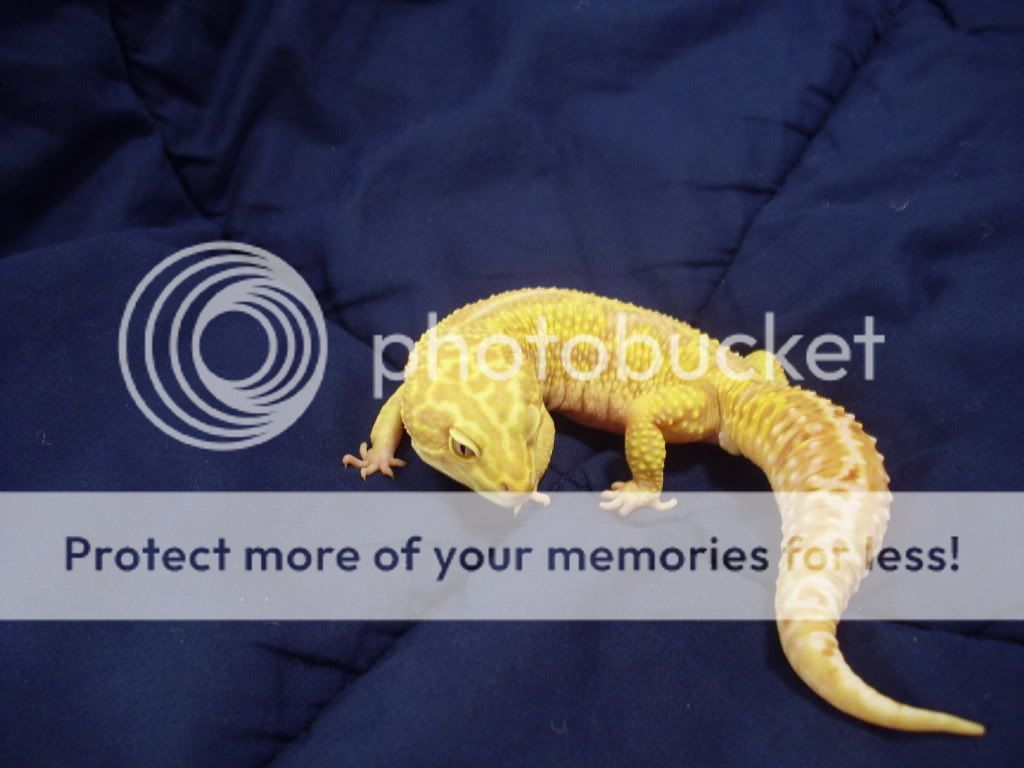 Leopardgeckos064.jpg