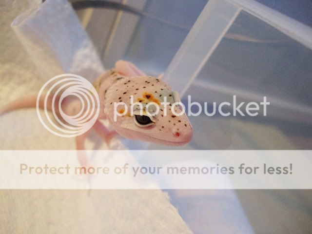 07242011Clutch2MSEhR14-1.jpg