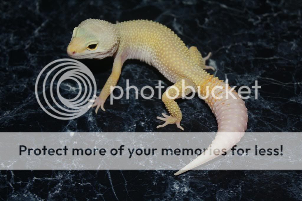 Geckos150.jpg