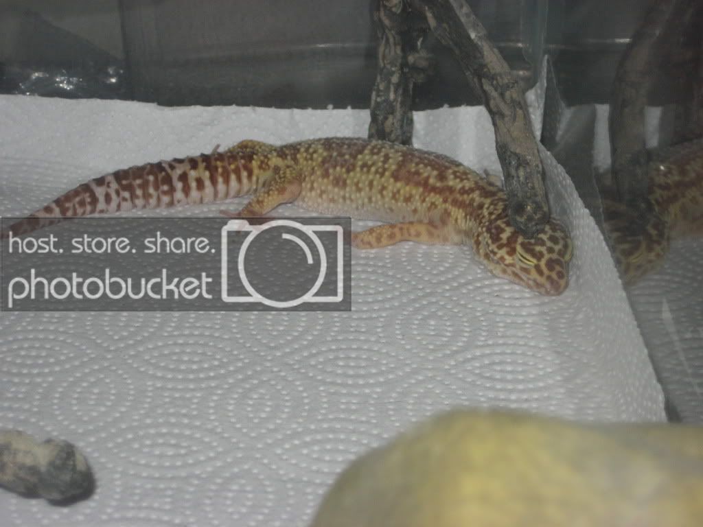gecko.jpg