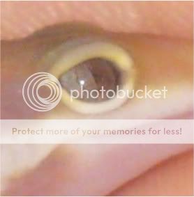 GECKOS032-1.jpg