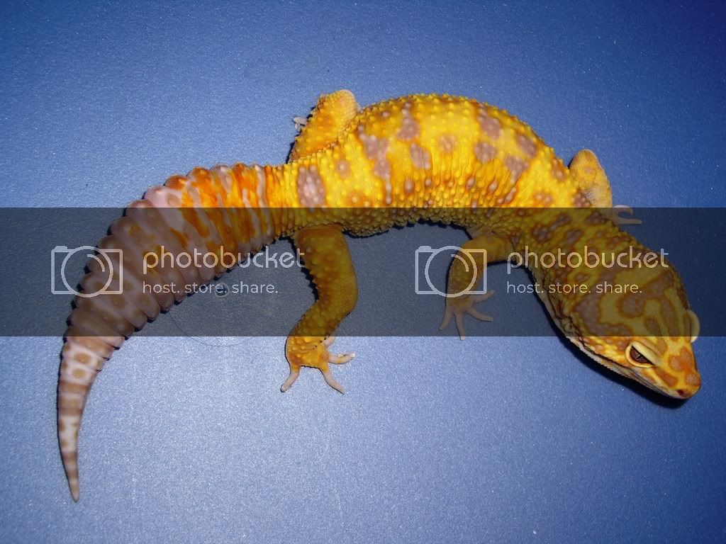 CAYENNE2.jpg