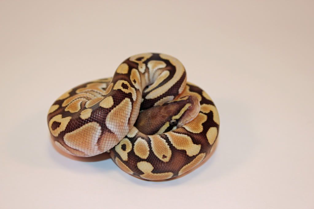 10Lesser2.jpg