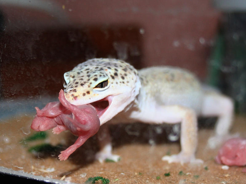 Eatin_Pinky_by_spshlfx.jpg