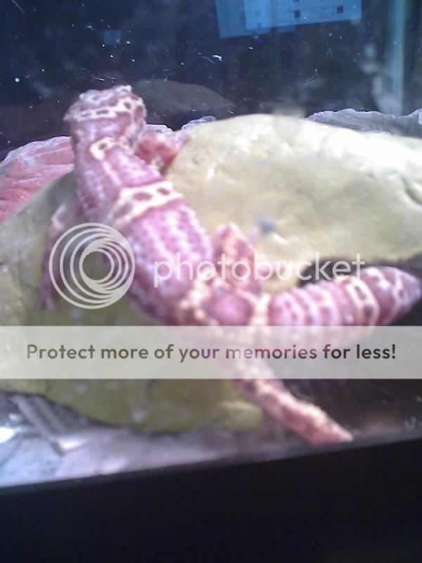 Gecko2.jpg