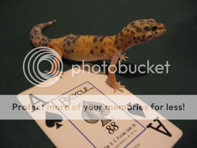 Gecko003.jpg