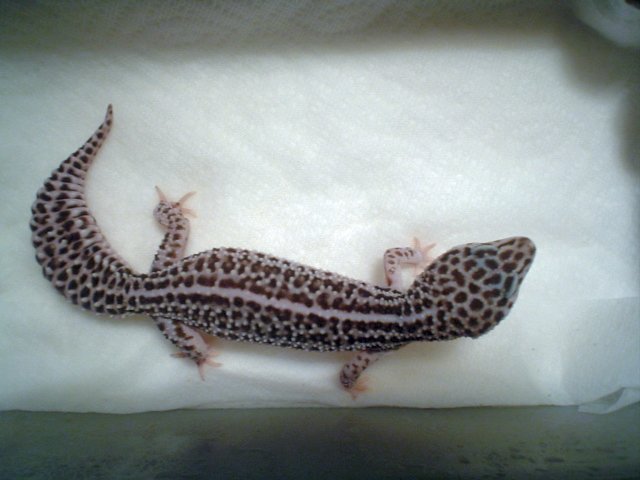 geckossmom2.jpg