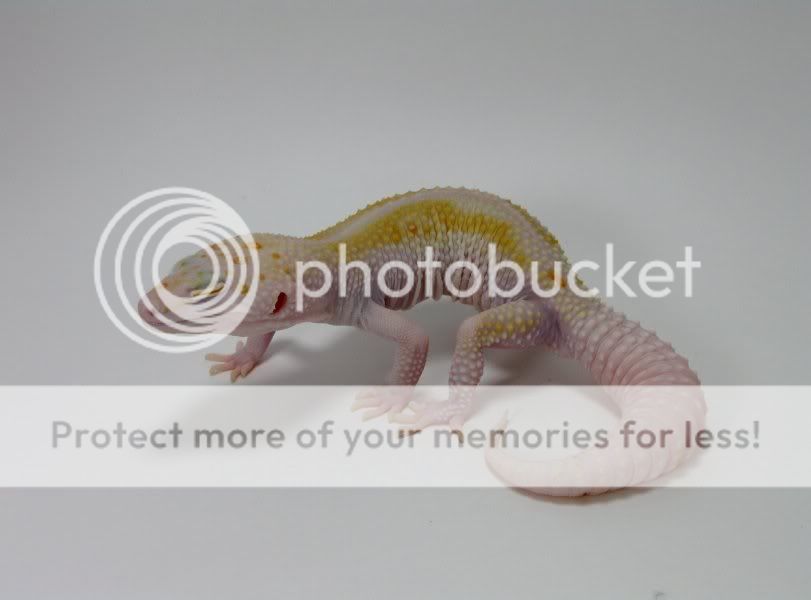 Leopardgeckos394-1.jpg