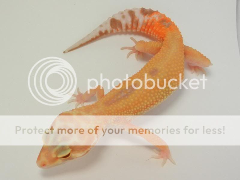 GeckosAugust2011002.jpg