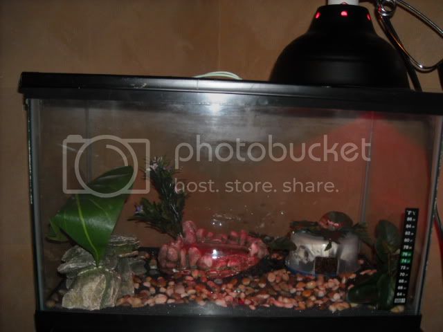 geckocagefullview.jpg