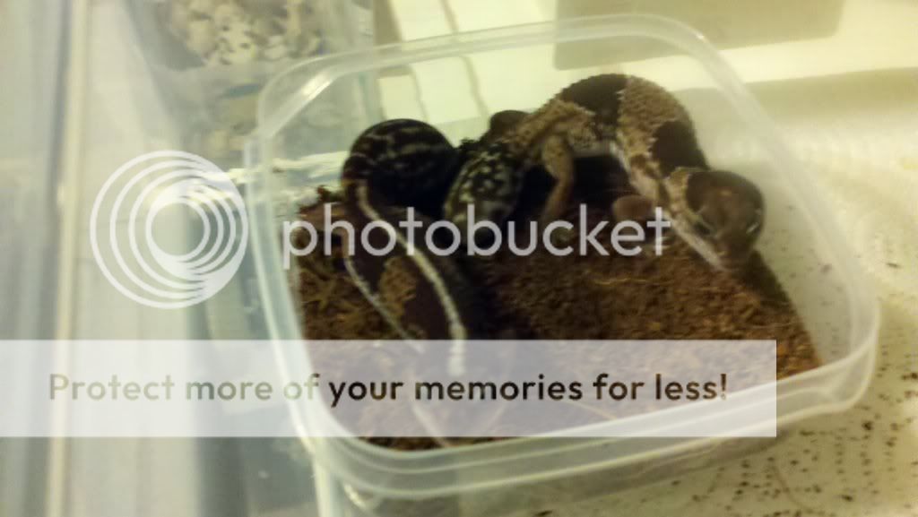 190566704_photobucket_26236_.jpg