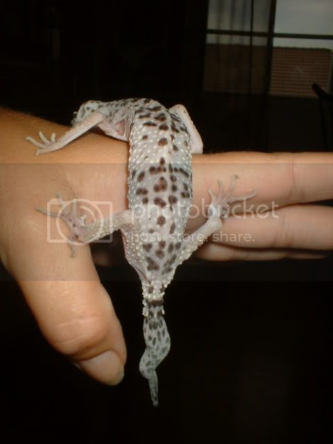 Geckos004-1.jpg