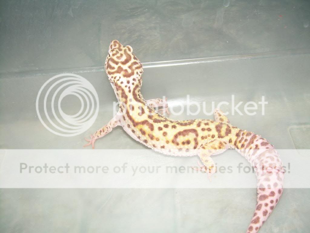 leopardgeckos001.jpg