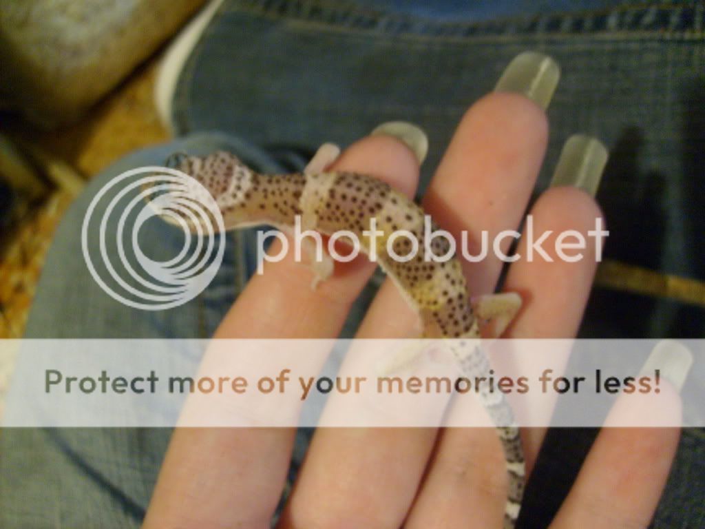 leopardgeckostorms004.jpg