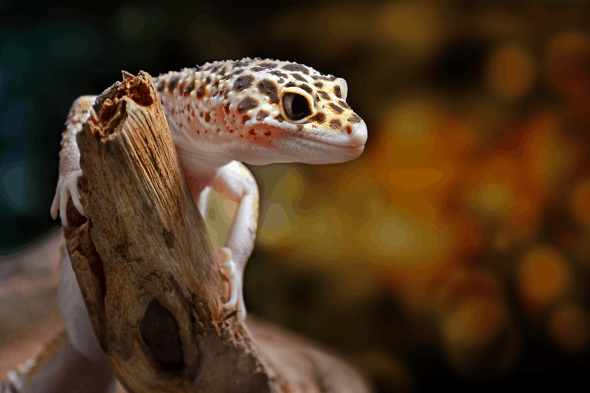 oddlycutepets.com